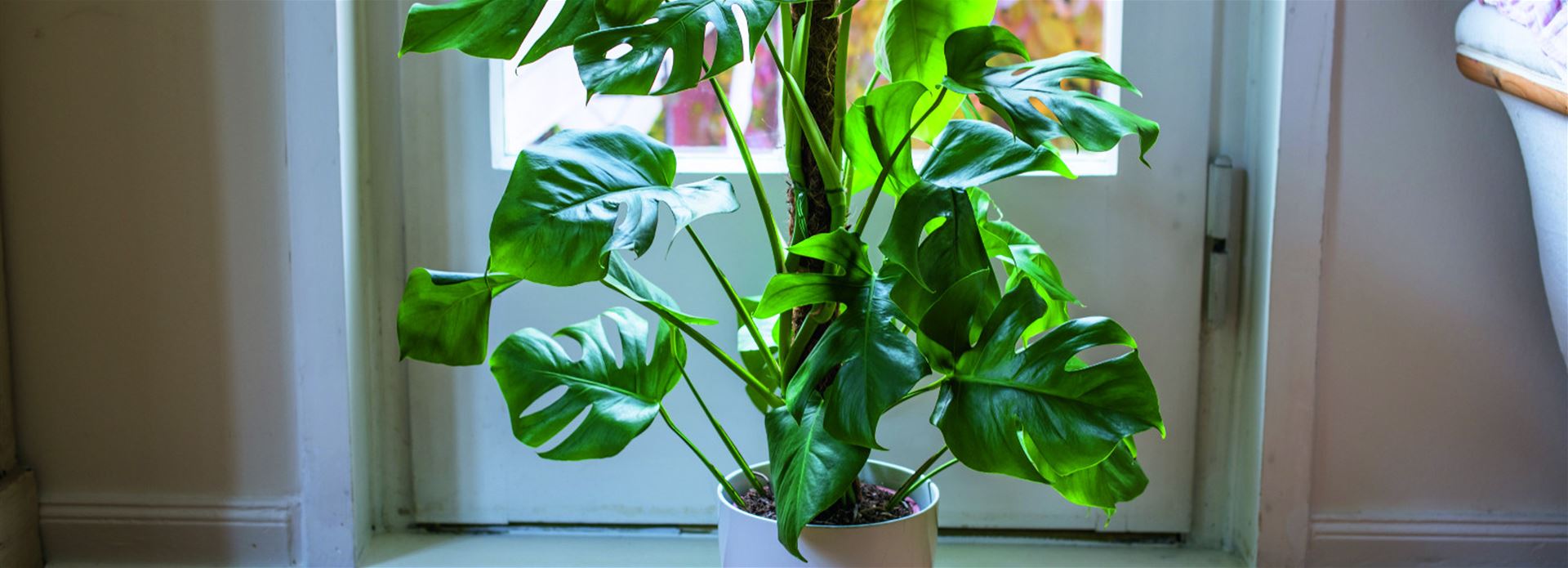 Striebel Haus des Gartens - Ihr Gartencenter in Laichingen