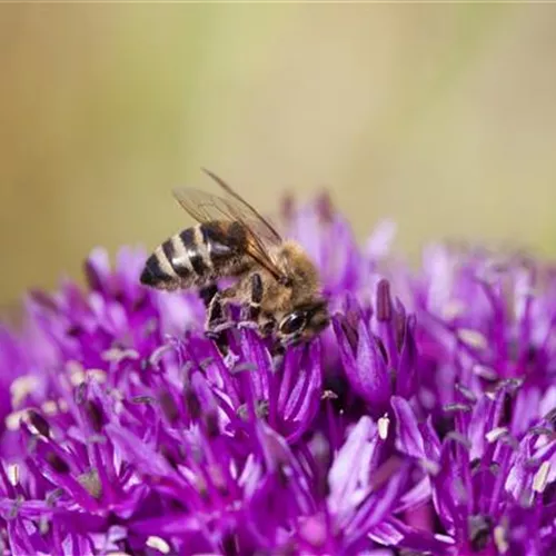 Ein Insektenhotel im Garten
