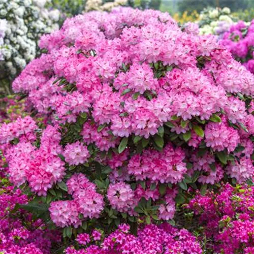 Ein Rhododendron-Spezial