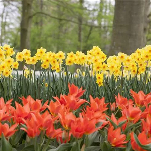 Klimazonen im Garten schaffen