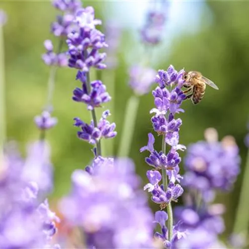 Wellness für die Nase: Düfte fürs Beet