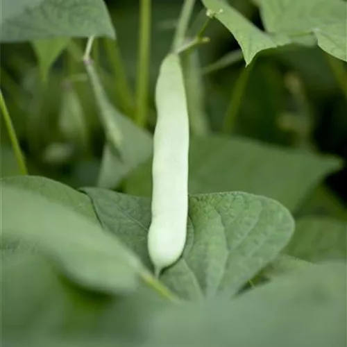 Leckere Buschbohnen im eigenen Garten säen