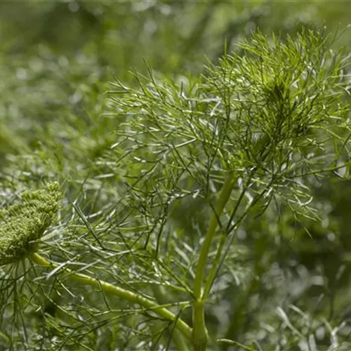 Dill: frische Kräuter im Garten selbst säen