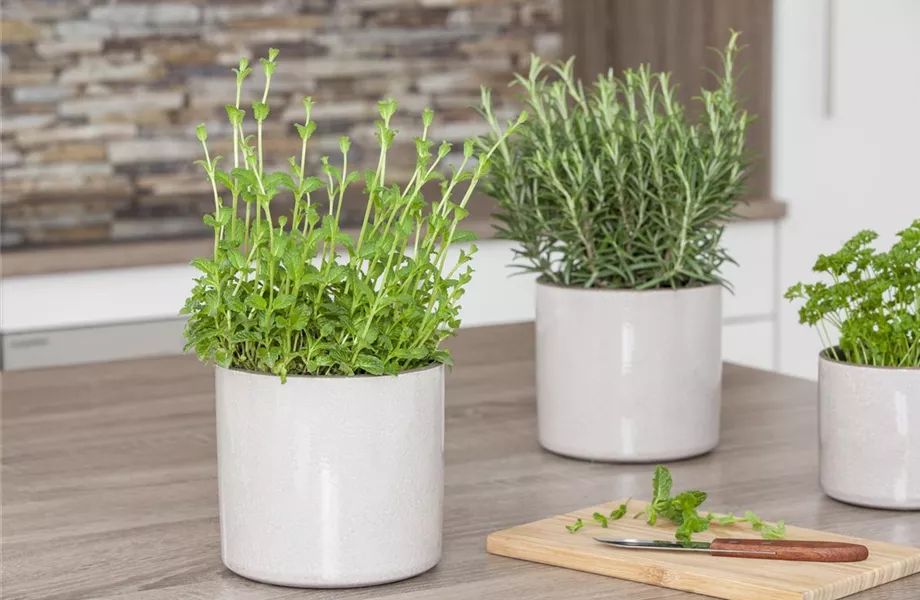 Anlegen des Kräutergartens