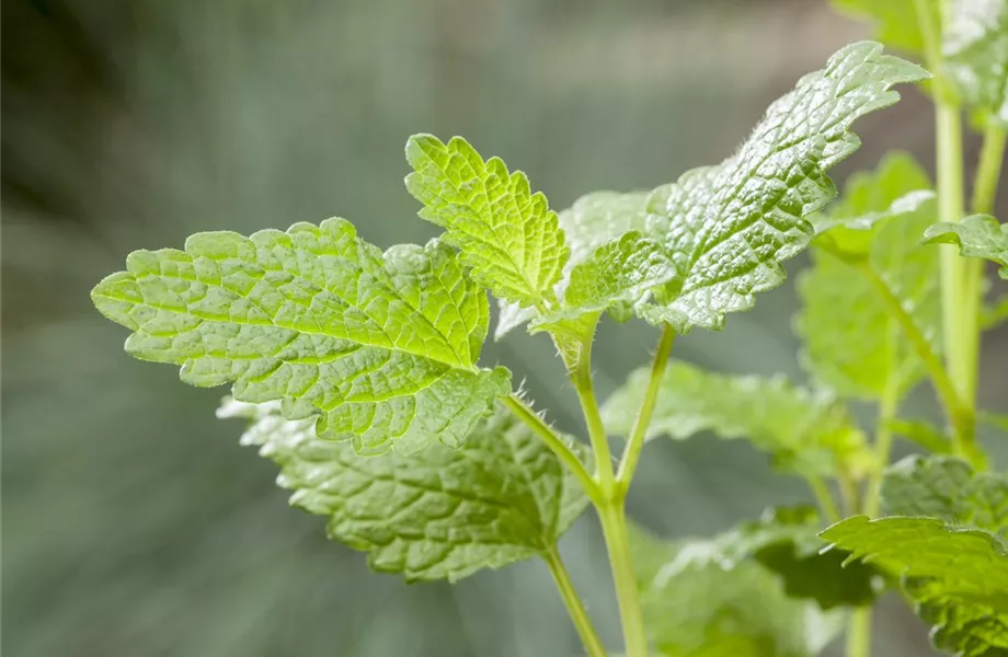 Anlegen des Kräutergartens