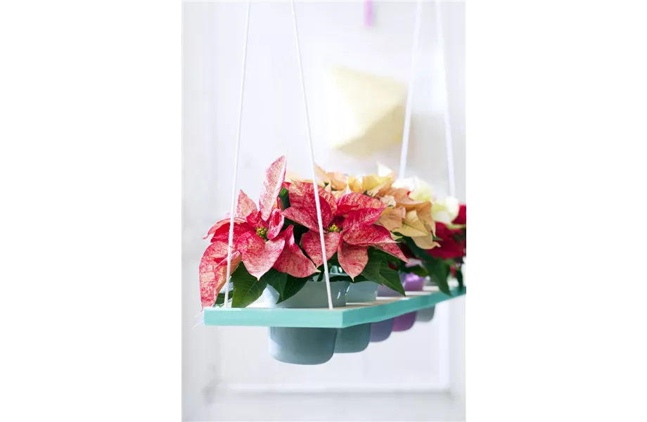 Pflanze des Monats November 2026: Poinsettie