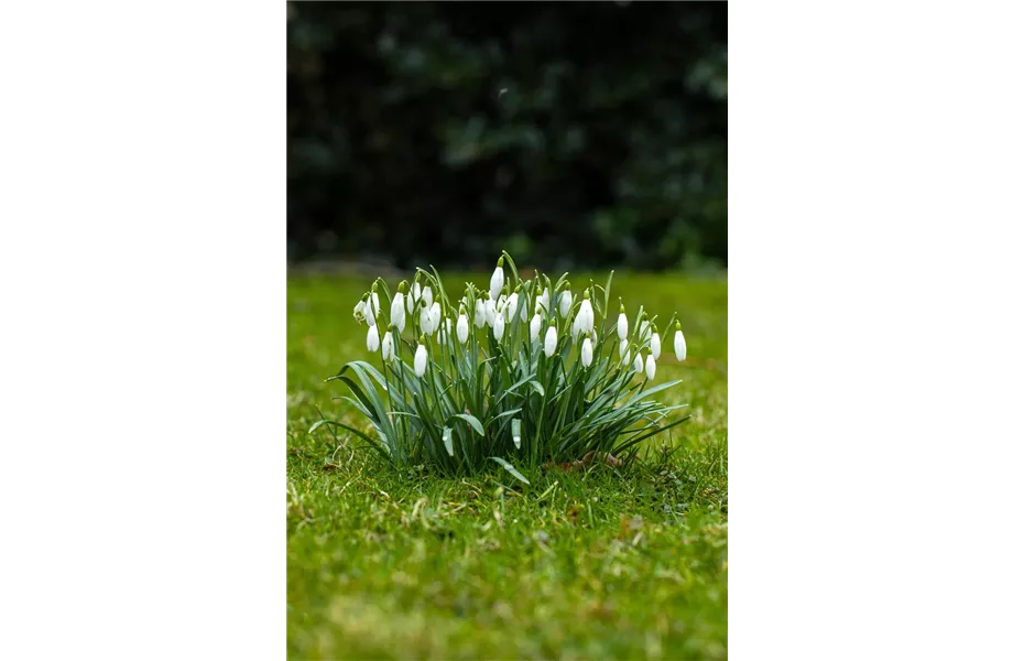 Jetzt den Frühling pflanzen Jetzt den Frühling pflanzen