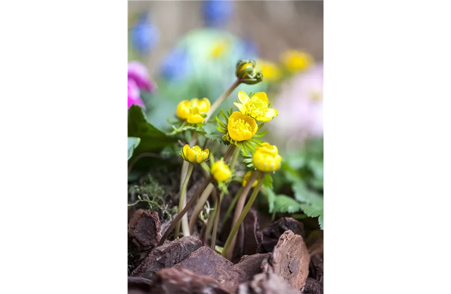 Jetzt den Frühling pflanzen Jetzt den Frühling pflanzen