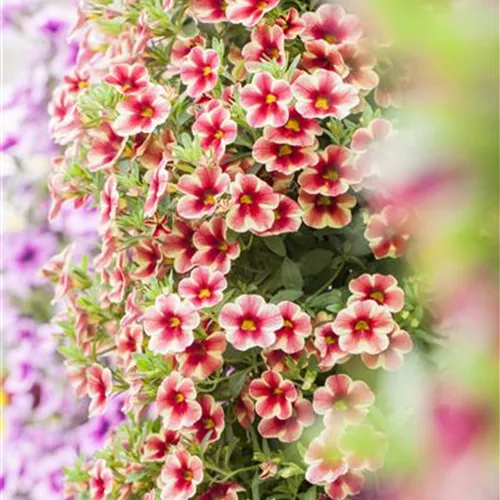 Petunien für Terrasse und Garten